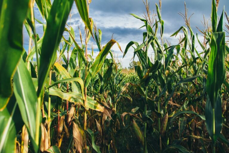 Setor agro Unsplash