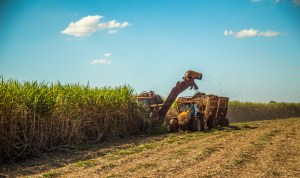 Trator colhendo cana de açúcar em plantação