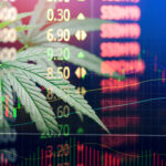 canabis cannabis