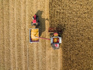 Vista aérea de uma plantação de milho e duas máquinas de collheita.