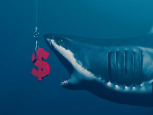 foto de tubarão abocanhando dinheiro