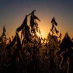 Setor sucroenergético lidera as perdas da Bolsa em 2025 com ajuste de preços e pressão operacional