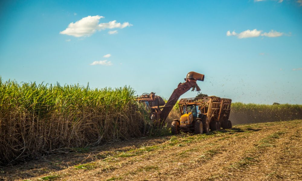 Trator colhendo cana de açúcar em plantação
